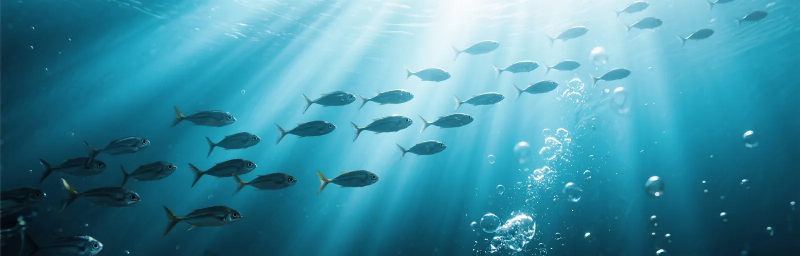 AG捕鱼王 游戏资讯横幅